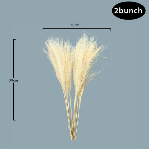 White Natural Dried Pampas Grass White 2 and 4 Bunches