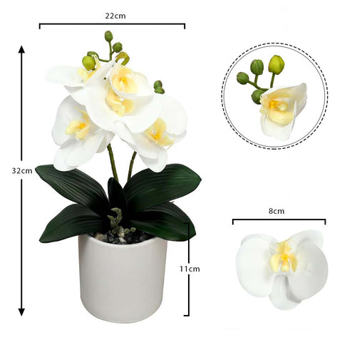 Potted Orchid Flower Arrangement