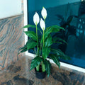 Artificial white calla lily flowers plant in a modern living room