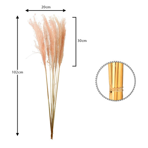 Natural Preserved Pampas Grass