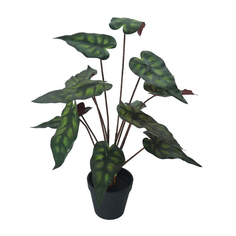 Fake Alocasia Polly Plant