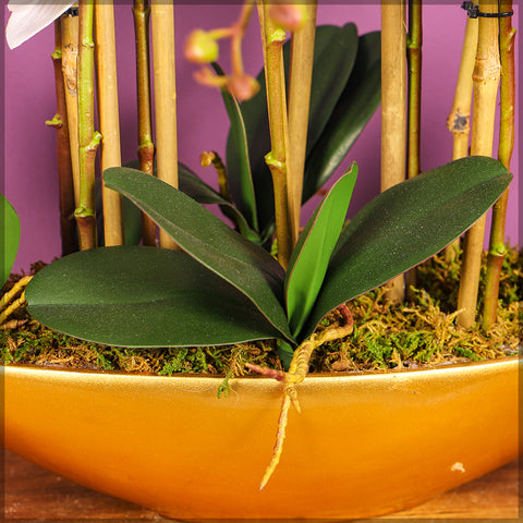 Artificial Green Phalaenopsis Orchid Leaves