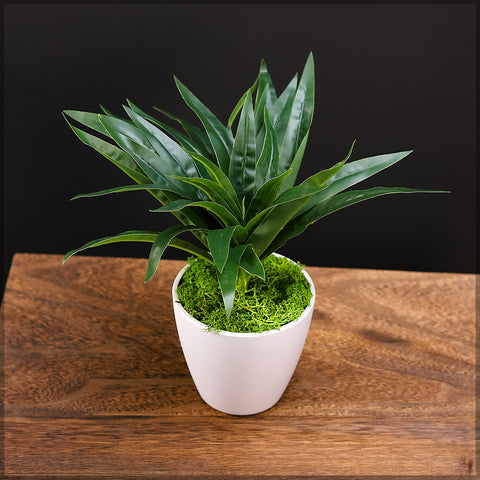 Compact dracaena plant for decorating small rooms