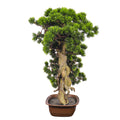 Fake bonsai tree for desk or table decor