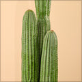 Potted saguaro cactus for home decor