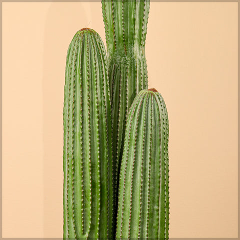 Potted saguaro cactus for home decor