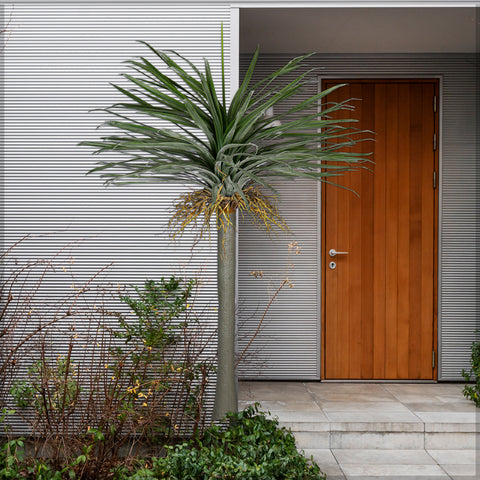 artificial potted yucca plant