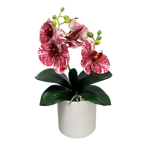 Potted Orchid Flower Arrangement