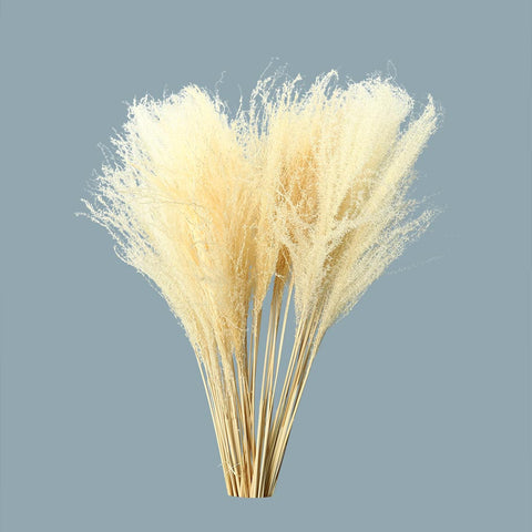 White Natural Dried Pampas Grass White 2 and 4 Bunches