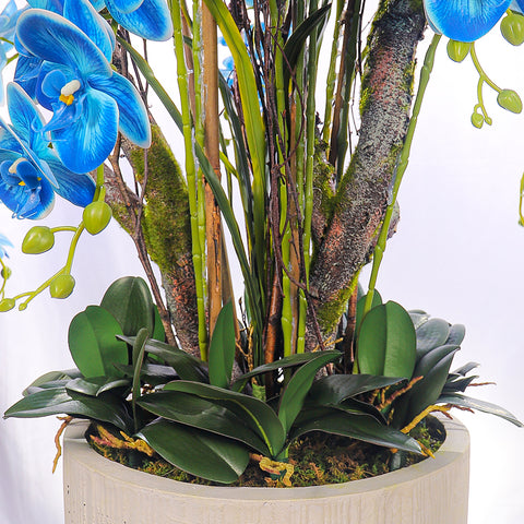 Natural Look Orchid Arrangements Blue