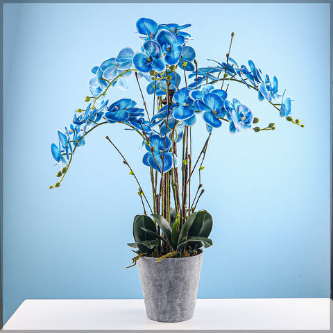 Potted Orchid Arrangement in Plastic PotsBlue