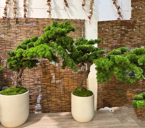 Bonsai Plant Making