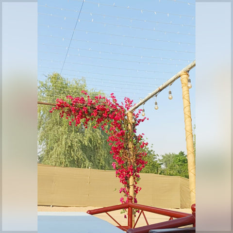 Bougainvella Flower Decoration