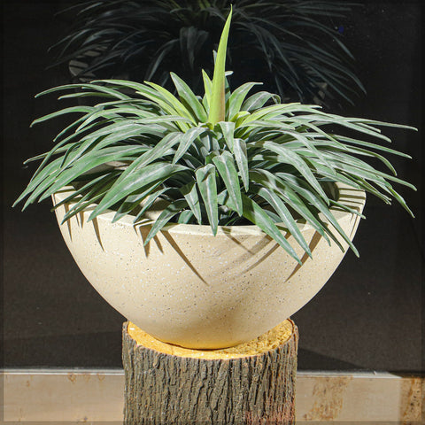 Modern bowl shape concrete pot