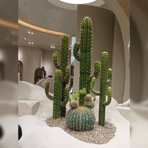 Cactus Decoration for Shop Display