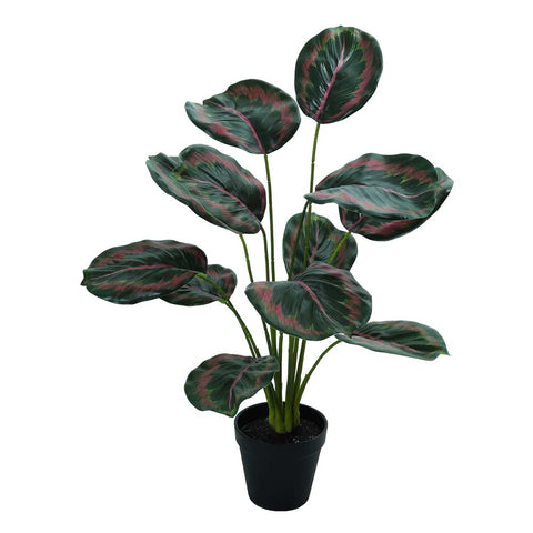 Artificial Calathea Roseopicta Plant