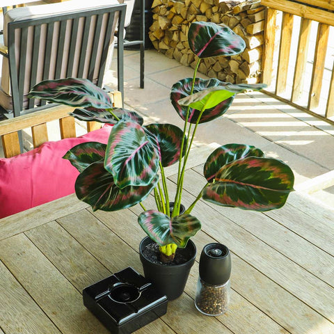 Artificial Calathea Roseopicta Plant