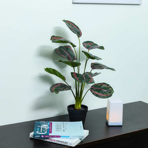 Artificial Calathea Roseopicta Plant