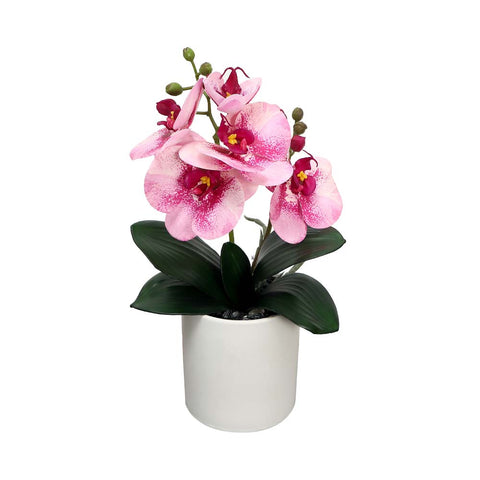 Potted Orchid Flower Arrangement