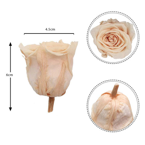 6CM Preserved Rose Flower