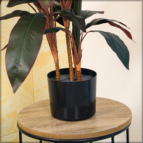 Decorative cordyline fruticosa for tropical interiors