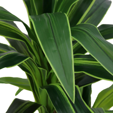 Fake corn stalk dracaena plant