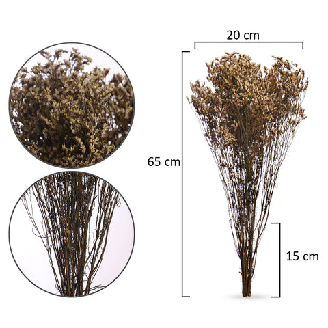 Dried Crystal Grass-Crystalgrass-S