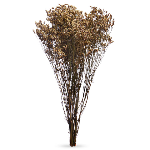 Dried Crystal Grass-Crystalgrass-S