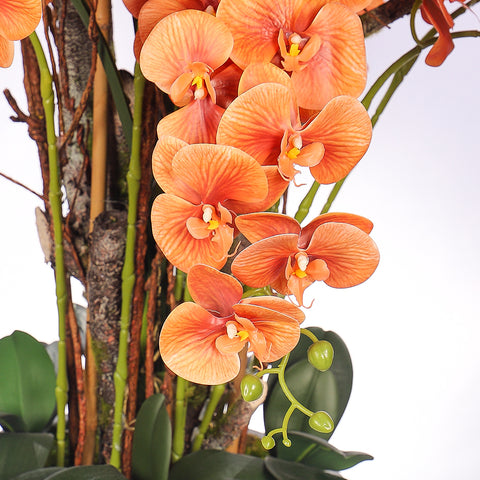 Natural Look Orchid Arrangements Orange