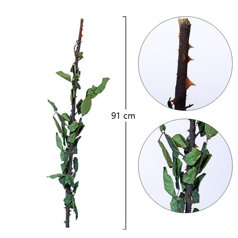 Dried Roseleaf Stem-D-ROSELEAF001