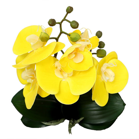 Potted Orchid Flower Arrangement