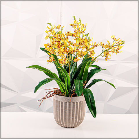 Potted Orchid Arrangement in Plastic Pots