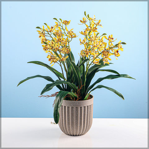 Potted Orchid Arrangement in Plastic Pots