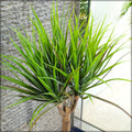 Realistic artificial dracaena marginata tree