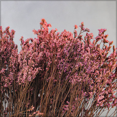 Dried Crystal Grass-Crystalgrass-S