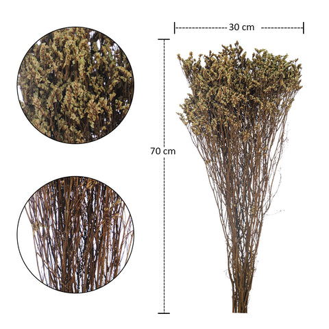 Dried Crystal Grass-Crystalgrass-S