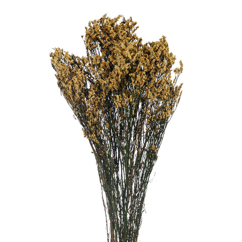 Dried Crystal Grass-Crystalgrass-S