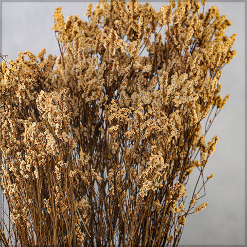 Dried Crystal Grass-Crystalgrass-S