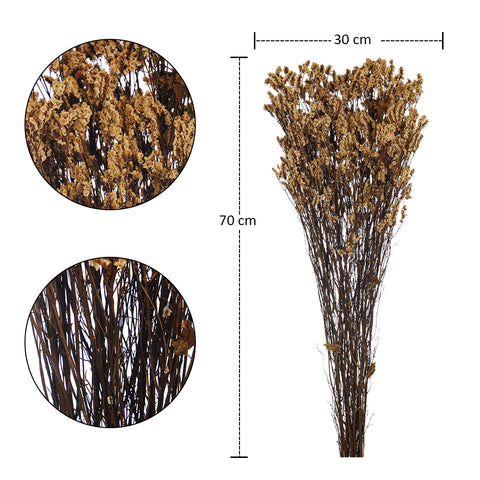 Dried Crystal Grass-Crystalgrass-S