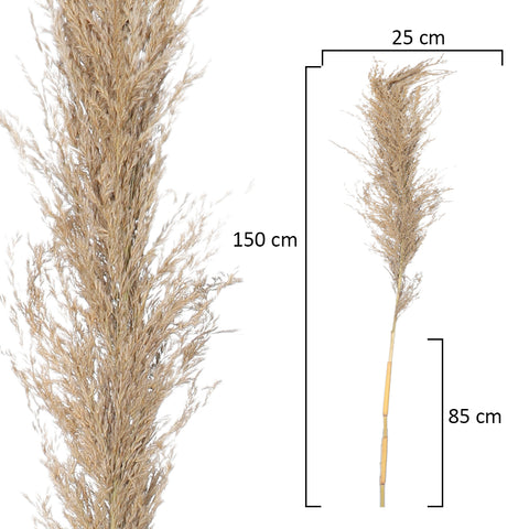 Natural Dried Pampas Grass