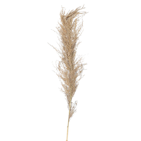 Natural Dried Pampas Grass