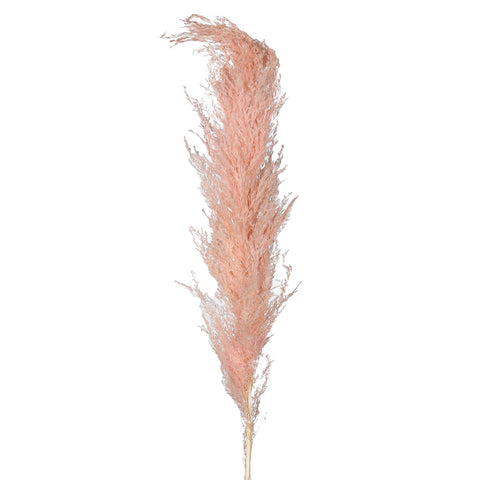 Natural Dried Pampas Grass