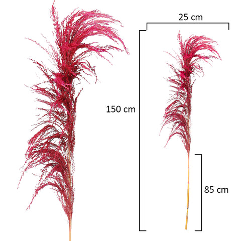 2pcs Natural Dried Pampas Grass