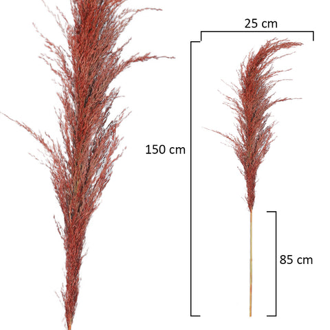 Natural Dried Pampas Grass