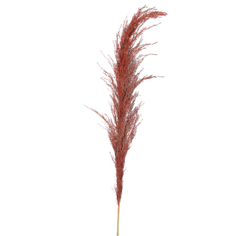 Natural Dried Pampas Grass