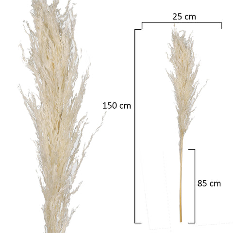 2pcs Natural Dried Pampas Grass