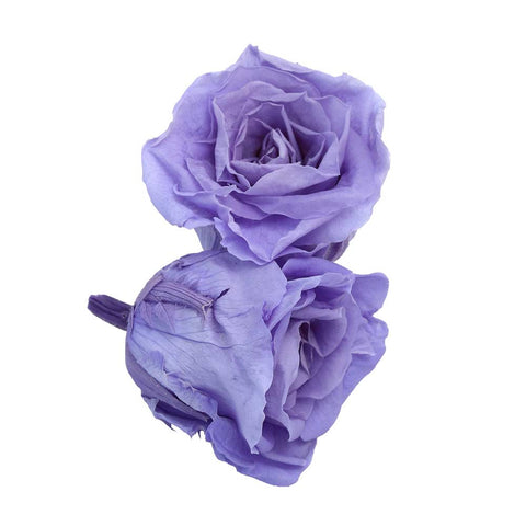 6CM Preserved Rose Flower