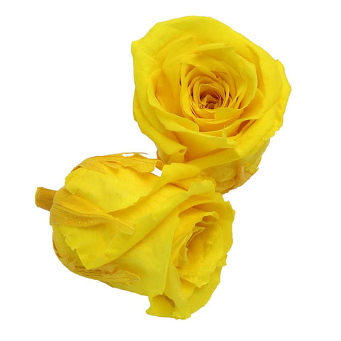 6CM Preserved Rose Flower