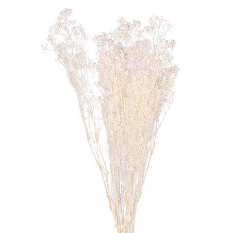 Preserved Babys Breath Flower Bunch