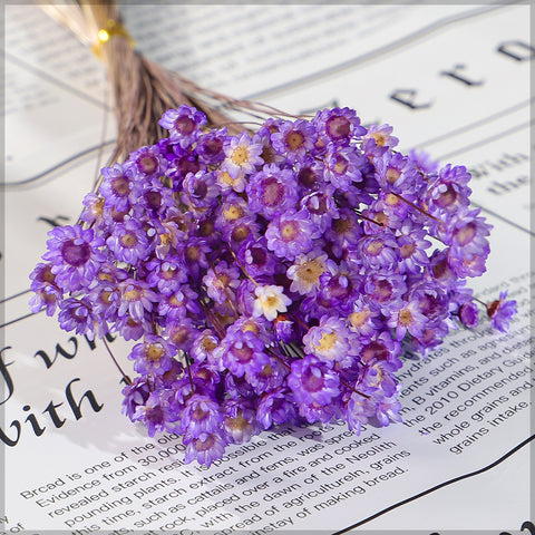 Natural Preserved Xeranthemum Flowers